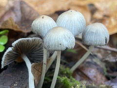 Coprinellus impatiens