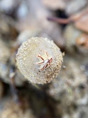 Calostoma ravenelii