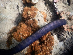 Emydocephalus annulatus
