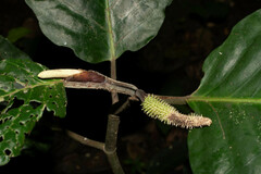 Calatola costaricensis