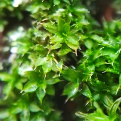 Syntrichia papillosa