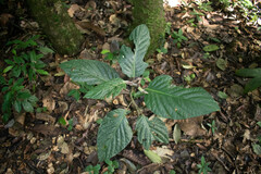 Calatola costaricensis