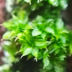 Syntrichia papillosa