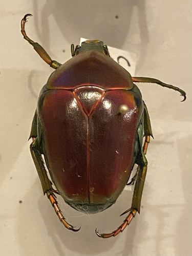 Celidota splendens