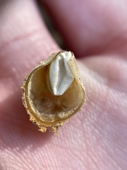 Calostoma ravenelii