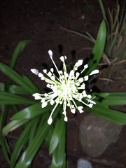 Agapanthus