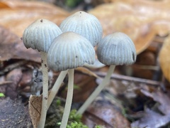Coprinellus impatiens