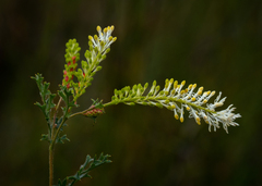 Grevillea pulchella