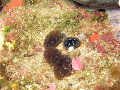 Aplidium fuscum