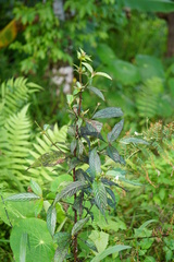 Gonzalagunia hirsuta