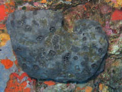 Ircinia oros