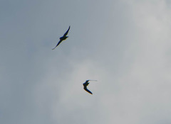 Brotogeris cyanoptera