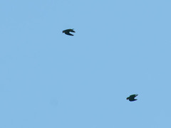 Brotogeris cyanoptera