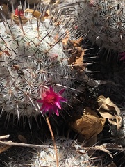 Mammillaria haageana