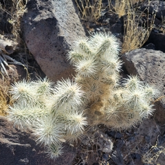 Cylindropuntia multigeniculata