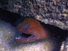 Gymnothorax javanicus
