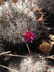 Mammillaria haageana