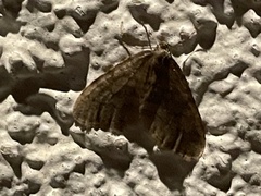 Operophtera