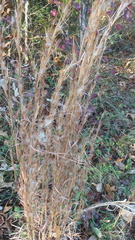 Andropogon virginicus