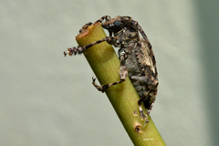 Aegomorphus jaspideus