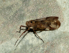 Cladodipterini