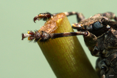 Aegomorphus jaspideus