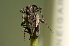 Aegomorphus jaspideus