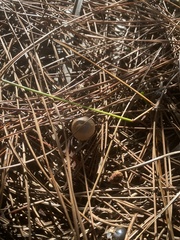 Panaeolus papilionaceus