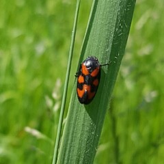 Cercopis vulnerata