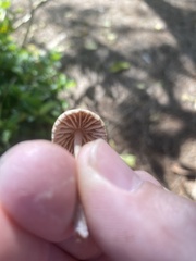 Panaeolus papilionaceus