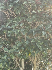 Polyscias guilfoylei