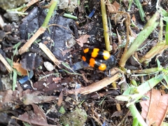 Scaphidomorphus bosci