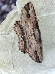 Menophra abruptaria