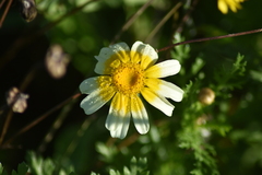 Glebionis coronaria