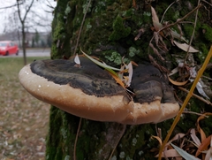 Phellinus igniarius