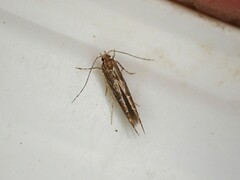 Pyroderces apparitella