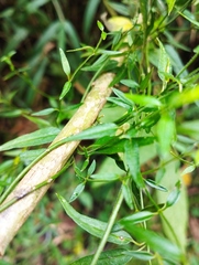 Scyphostelma microphylla