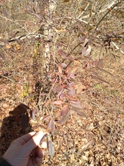 Ligustrum obtusifolium