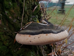 Phellinus igniarius