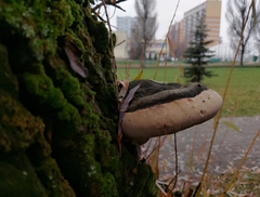 Phellinus igniarius