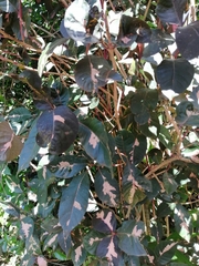 Graptophyllum pictum