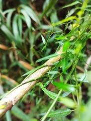 Scyphostelma microphylla