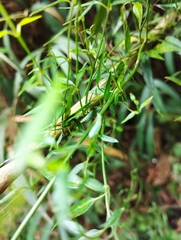 Scyphostelma microphylla