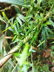 Scyphostelma microphylla
