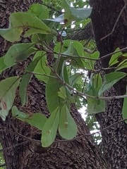 Quercus virginiana