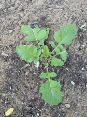 Brassiceae