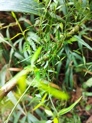 Scyphostelma microphylla