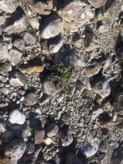 Chondrilla chondrilloides