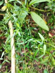 Scyphostelma microphylla