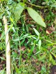 Scyphostelma microphylla